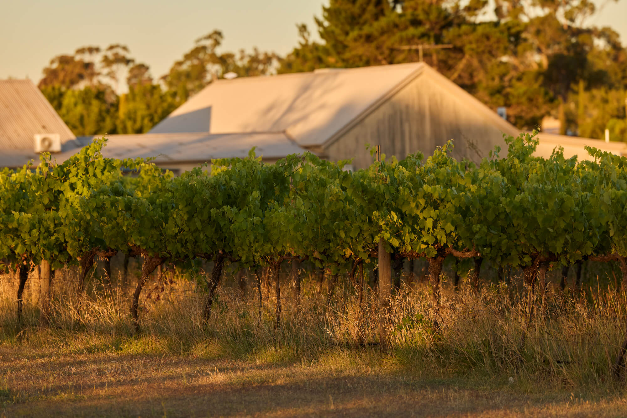 Witchmount Estate Winery, Bonnie Brook